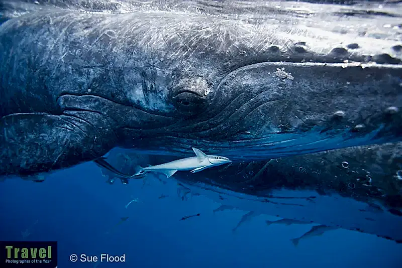 In Focus: Oceans, Seas, Rivers, Lakes single-image category