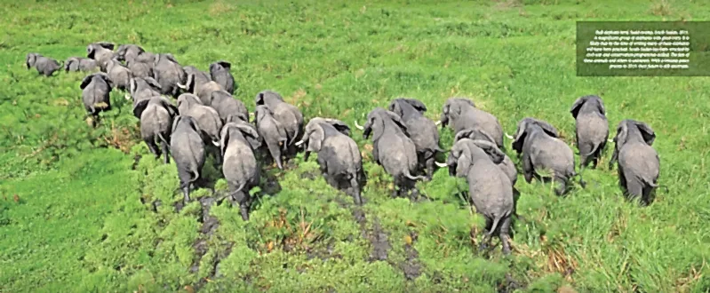 Through my eyes: the journey of a wildlife veterinarian