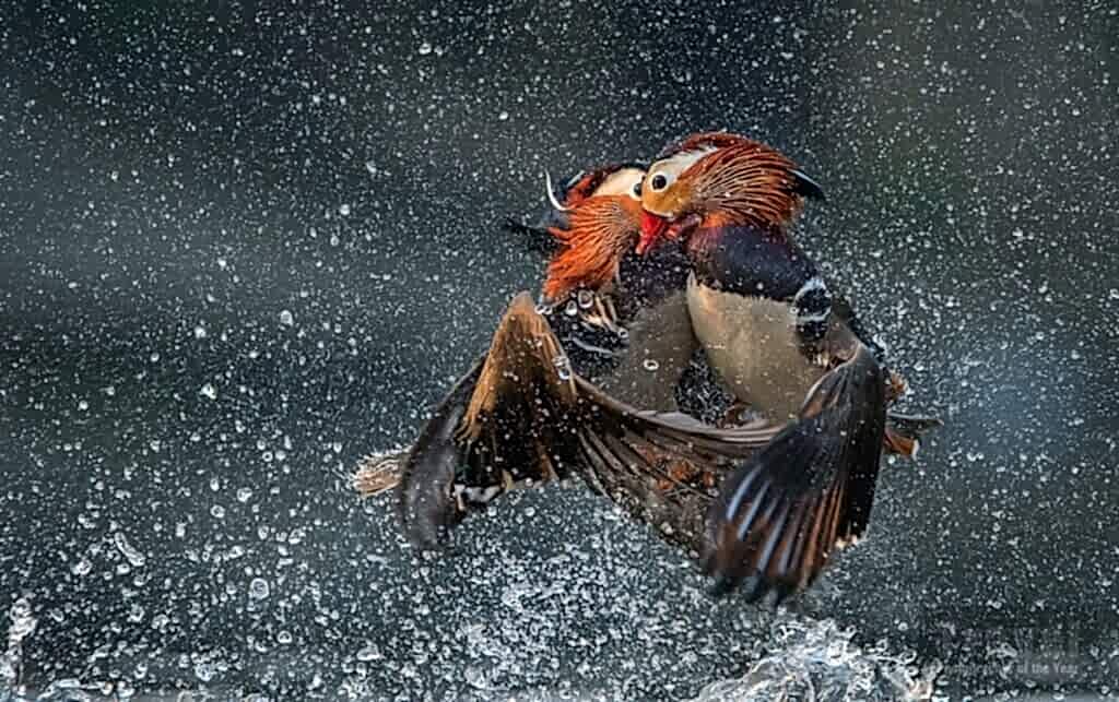 TPOTY, travel photographer of the year, wildlife